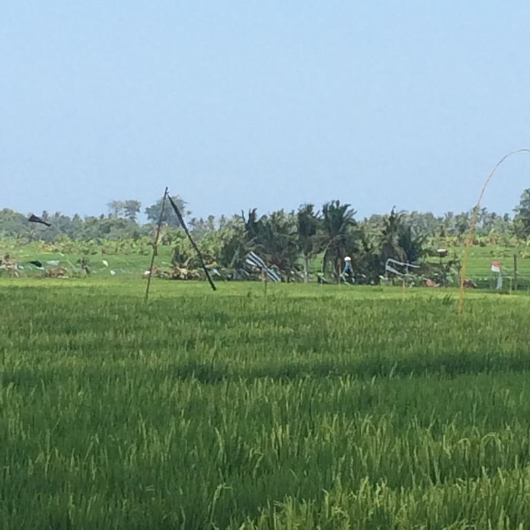 Bali Full Moon Guest House Canggu Buitenkant foto